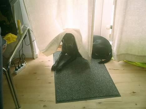 Labrador retriever Bine *DØD* billede 18