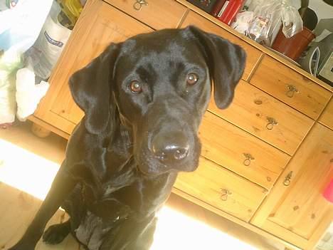 Labrador retriever Bine *DØD* billede 19