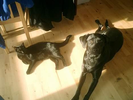 Labrador retriever Bine *DØD* billede 20