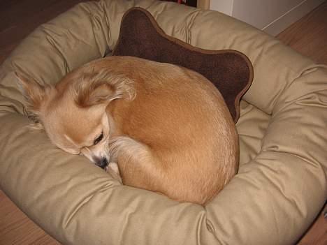 Chihuahua Chili - ZZZZZZ.... billede 11