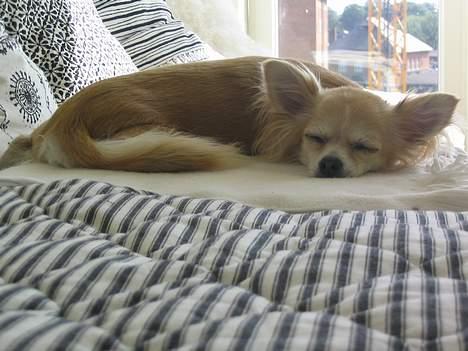 Chihuahua Chili - ZZZZZZ.... billede 12