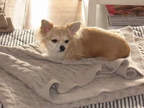 Chihuahua Chili billede 13