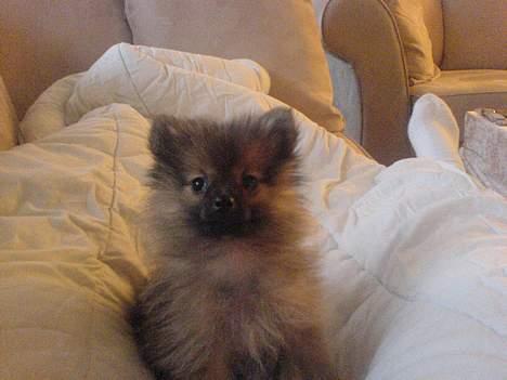 Pomeranian Tyson, Sov godt Skat <3 R.I.P - Her er jeg ikke så gammel.. billede 2