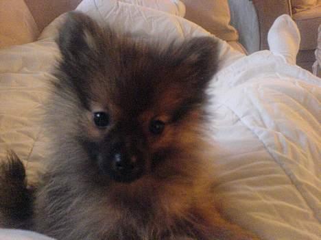 Pomeranian Tyson, Sov godt Skat <3 R.I.P billede 3
