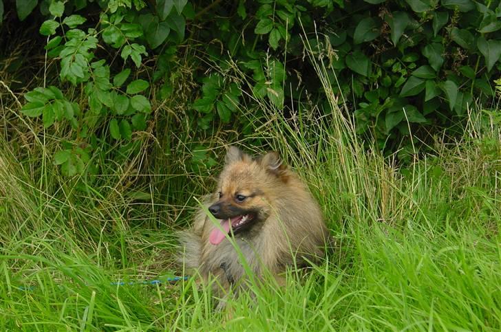 Pomeranian Tyson, Sov godt Skat <3 R.I.P billede 4