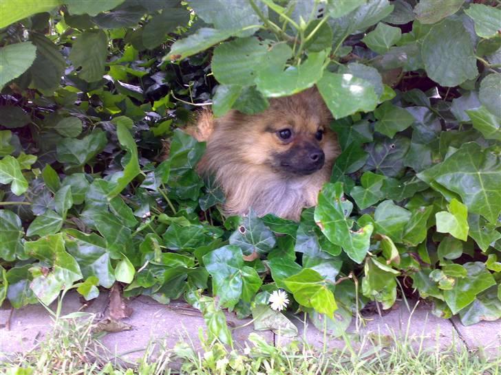 Pomeranian Tyson, Sov godt Skat <3 R.I.P - Elsker at gemme mig for mor og far hihi :) billede 5