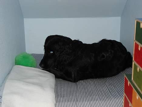 Blanding af racer Titti - "Siger du noget?" Siger hun inde i sin seng.. Foto: Mig billede 14