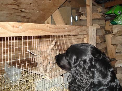 Blanding af racer Titti - Hilser på Ninus (: Foto: Mig billede 15