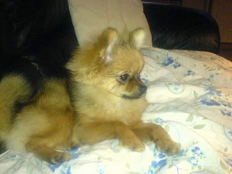 Pomeranian Perle billede 6