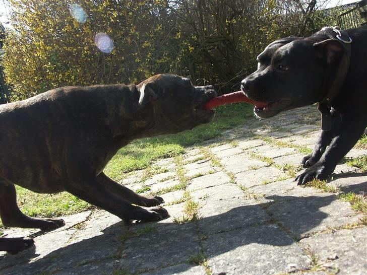 Staffordshire bull terrier Mille billede 9