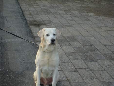 Labrador retriever Samson billede 2