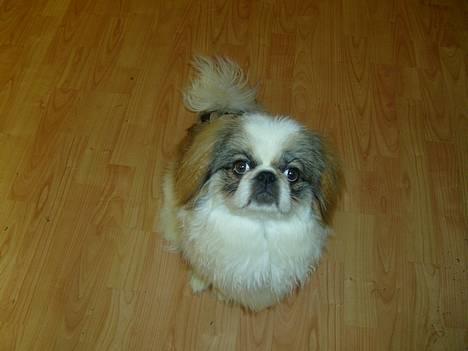 Pekingeser Simba.. billede 3