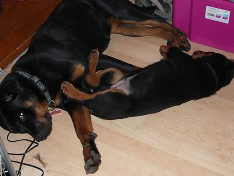Rottweiler Dikadiabolos Ukita R.I.P - flader lige med bror mand billede 3