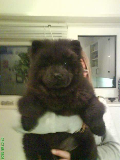 Chow chow Luna billede 1