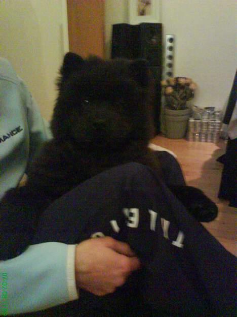 Chow chow Luna billede 2