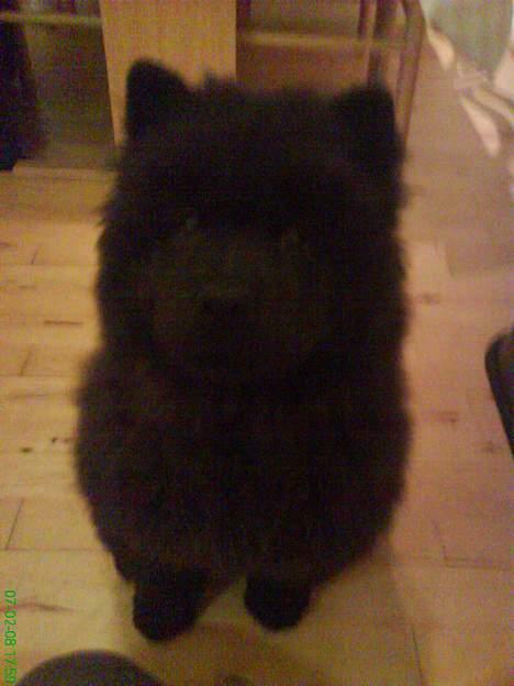 Chow chow Luna billede 3