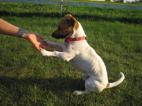 Jack russell terrier Meyer *død* billede 1