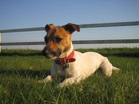 Jack russell terrier Meyer *død* billede 2