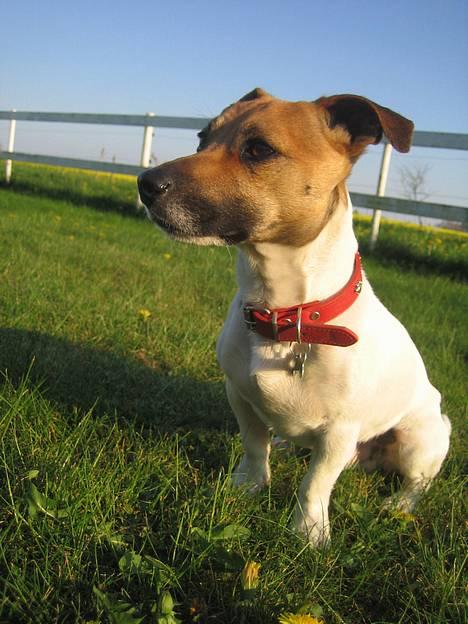 Jack russell terrier Meyer *død* billede 3