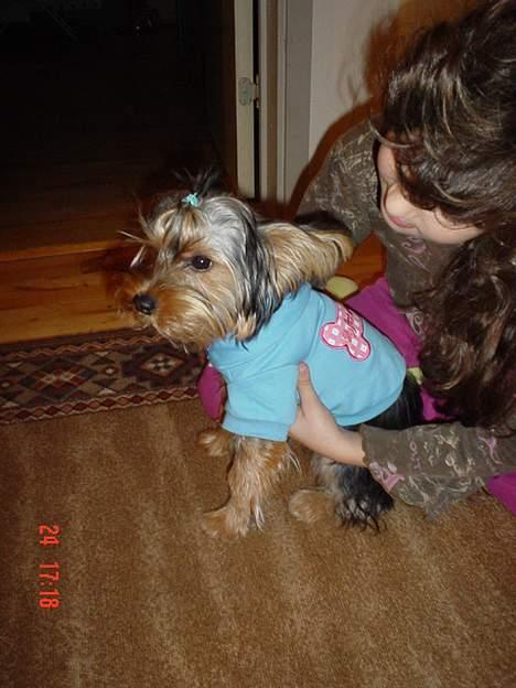 Yorkshire terrier KENZO billede 13