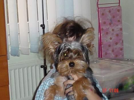 Yorkshire terrier KENZO billede 14