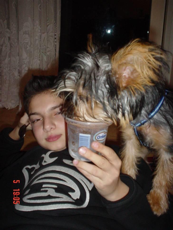 Yorkshire terrier KENZO billede 15