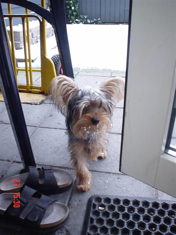 Yorkshire terrier KENZO billede 16