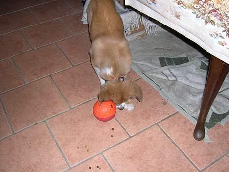 Border collie lady (død) R.I.P  - lady<3 der leger med sin aktivitest blod der er godbider inde i den hehe  billede 7