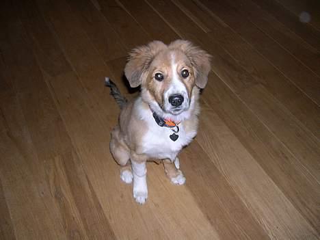 Border collie lady (død) R.I.P  - lady<3 hun kan ikke helt forstå hvorfor der kommer en lys ud af kamaret  billede 8