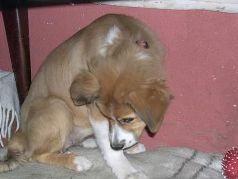 Border collie lady (død) R.I.P  - lady <3 drjede lige hovdet da jeg tog billldet :-) billede 9