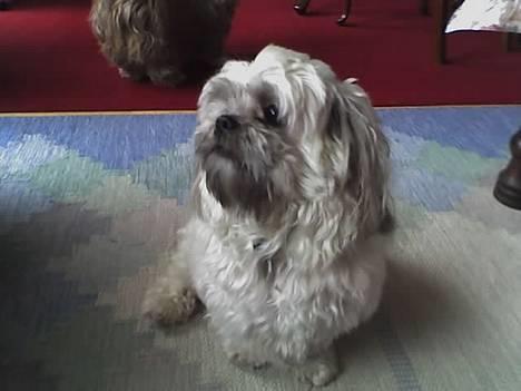 Shih tzu LUI - LUI sidste nye billede billede 1