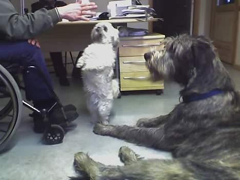 Shih tzu LUI - LUI på besøg hos sin livvagt :-) billede 2