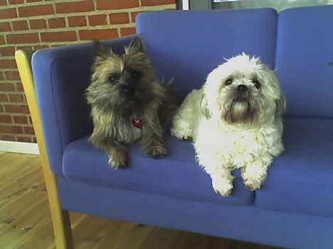 Shih tzu LUI - LUI hjemme hos Molly det bliver hans sejler ven billede 3