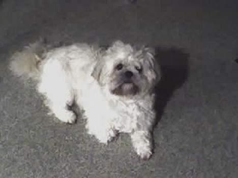 Shih tzu LUI - KING LUI billede 4