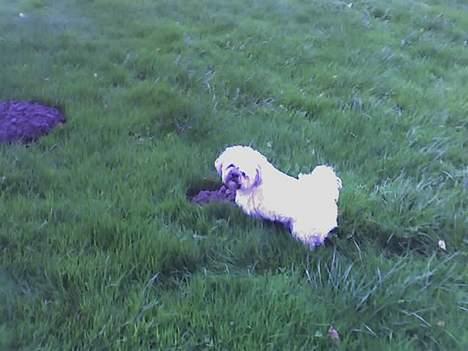 Shih tzu LUI - LUI på opdagelse i haven, der har jeg lige købt ham billede 5