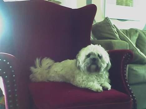 Shih tzu LUI - En kongestol til lille king lui billede 6