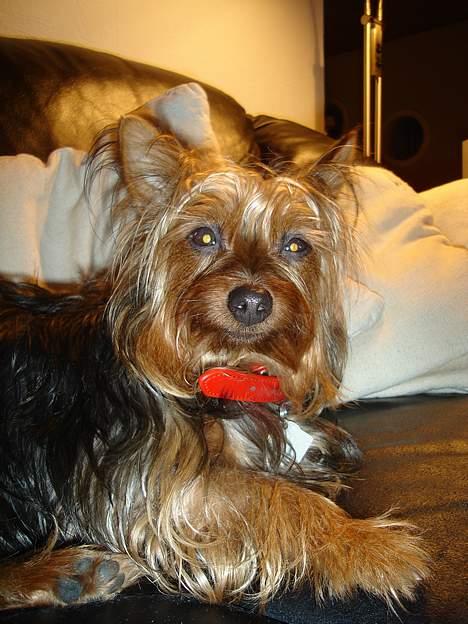 Australian silky terrier Bine ( Død 7 Nov. 2008) - Januar 2007 billede 1