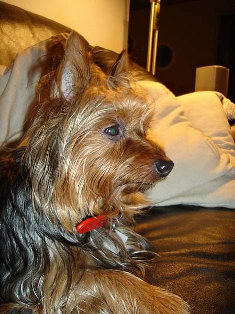 Australian silky terrier Bine ( Død 7 Nov. 2008) - Januar 2007 billede 2