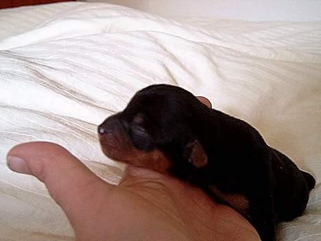 Australian silky terrier Bine ( Død 7 Nov. 2008) - 240 g billede 3