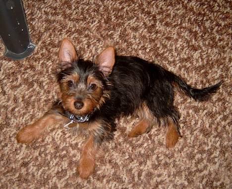 Australian silky terrier Bine ( Død 7 Nov. 2008) - 4 mdr. billede 4