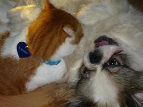 Pekingeser Simba.. - I love you Garfield. men du kan ikke vinde i slåskamp! billede 4