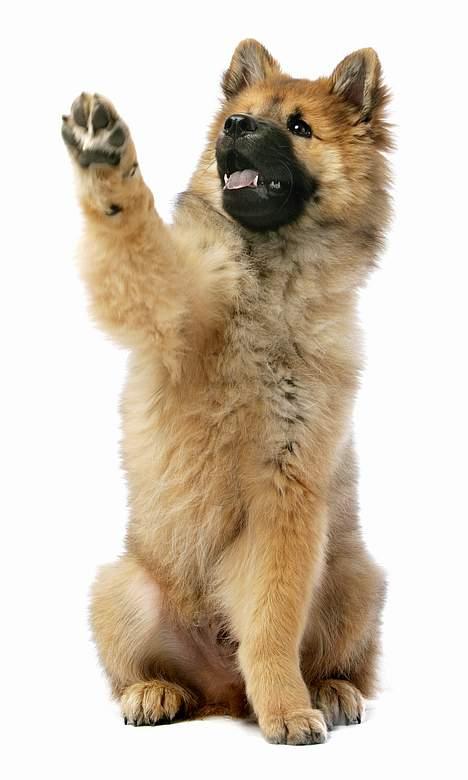 Eurasier Ankerstjernes Bavaro-Kenz - Billeder til "Vi med Hund" Nr. 07/2006. Her er han 14 uger gammel. billede 1