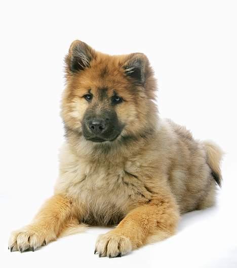 Eurasier Ankerstjernes Bavaro-Kenz - Billeder til "Vi med hund" nr. 07/2006. Her er han 14 uger gammel. billede 2