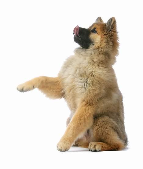 Eurasier Ankerstjernes Bavaro-Kenz - Billeder til "Vi med hund" nr. 07/2006. Her er han 14 uger gammel. billede 3