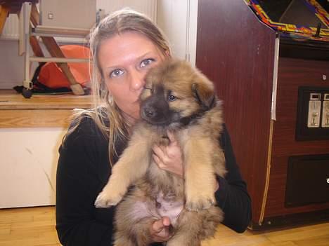 Eurasier Ankerstjernes Bavaro-Kenz - Kenzo 5 uger gammel.  billede 4