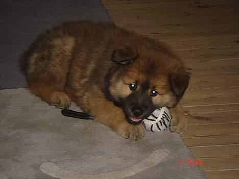 Eurasier Ankerstjernes Bavaro-Kenz - Kenzo 8 uger gammel. billede 5