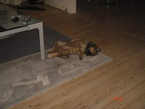 Eurasier Ankerstjernes Bavaro-Kenz - Kenzo 8 uger gammel og lige kommet hjem. Det trætter med alt den opmærksomhed. billede 6