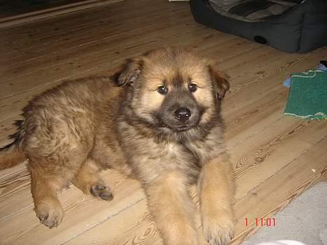 Eurasier Ankerstjernes Bavaro-Kenz - Kenzo 8 uger gammel. Man skulle tro at han ved hvor lækker han er. billede 7