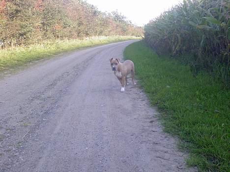 Amerikansk staffordshire terrier Ozzy billede 1