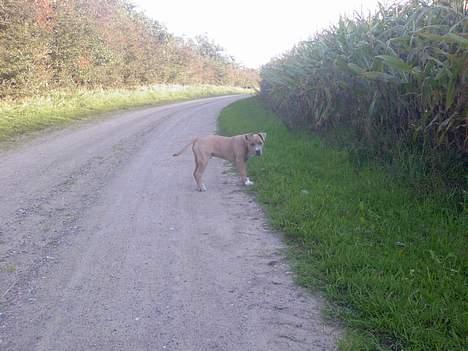 Amerikansk staffordshire terrier Ozzy billede 2